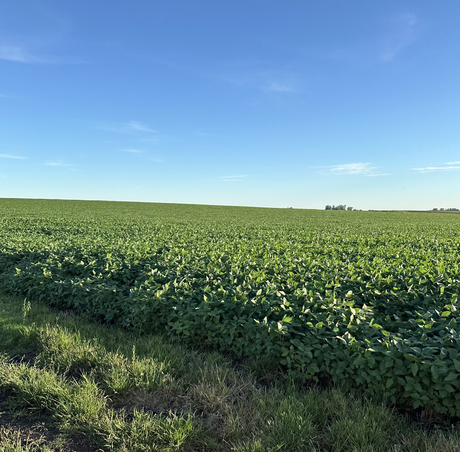 Lote de soja en pleno desarrollo